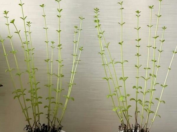 想要种花不徒长，不仅仅是阳光那么简单