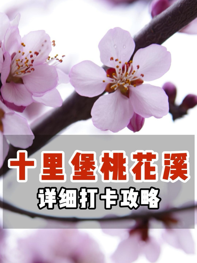 带着铭匠56mm镜头，帮大家去十里堡桃花溪探过路啦