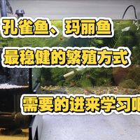 孔雀鱼和玛丽鱼的繁殖教学和注意点