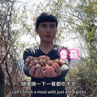 我离群索居，种茶养蜂，我要在这片山林活到100岁