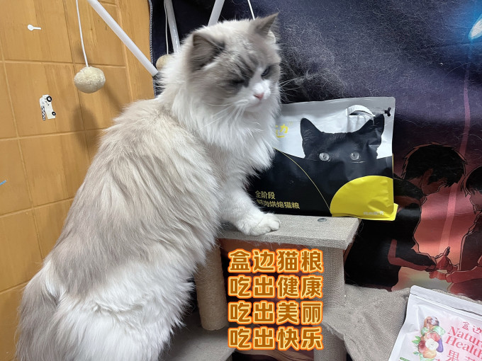 盒边猫咪干粮