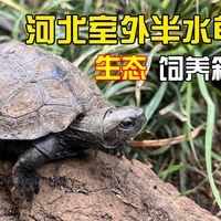 新布置1.2米室外半水龟环境（日石龟最终环境）