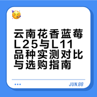 云南花香蓝莓L25与L11品种实测对比与选购指南