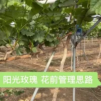 阳光玫瑰花前一个星期的工作 @元贞葡萄帮官方号 #葡萄种植 #阳光玫瑰全程方案 
1.枝条绑缚好，2.花絮休整好，3.中微量元素补够，
树势稳定，弱树调壮，旺树控制中庸，病虫害防止好，等待开花，谢花保果就行。