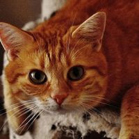 2026猫粮那个好？认准这五款央视评测十大放心猫粮品牌