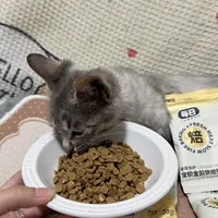 养猫人必入！泌尿友好猫粮我先冲了🐱