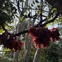 华南国家植物园游玩攻略（2026最新·广州）