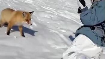 新疆一受伤狐狸在雪场专咬滑单板的人，当地人称疑曾被单板撞伤专门「报复」，狐狸这么记仇吗？