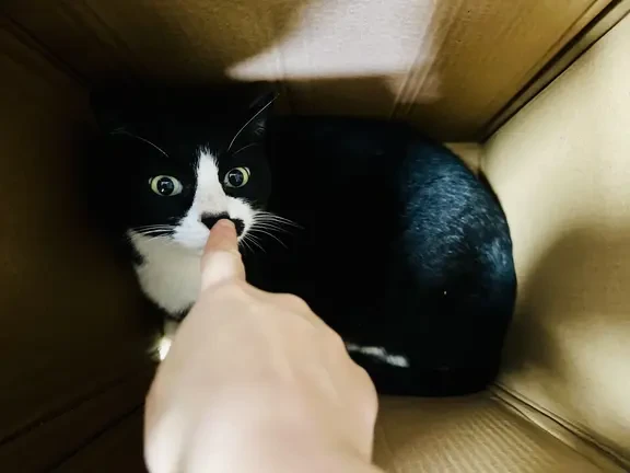 如果你的猫猫只吃干粮，尽早纠正吧！