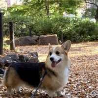 11岁的柯基3岁少年感养护秘诀（接长寿