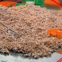 热点追踪（三)——“凤爪”变身记：揭秘3·15晚会曝光的鸡爪双氧水黑幕