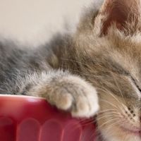 高性价比猫罐头选购指南：希喂、Catz、金多乐深度对比