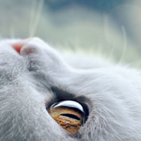 猫罐头选择哪个好？希喂猫罐头对比catz、爱普士，谁最值得买？