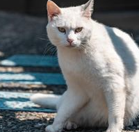 猫主食罐头的挑选要点是什么？希喂猫罐头对比宽福、金多乐！