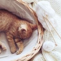 最好的主食罐头有哪些？希喂猫罐头对比catz、顽皮，你家猫爱哪款？