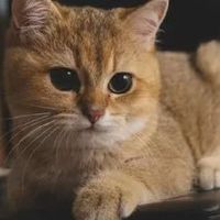 宠物空气净化器哪个牌子好？不会挑没事，十大爆款测评助你选！
 