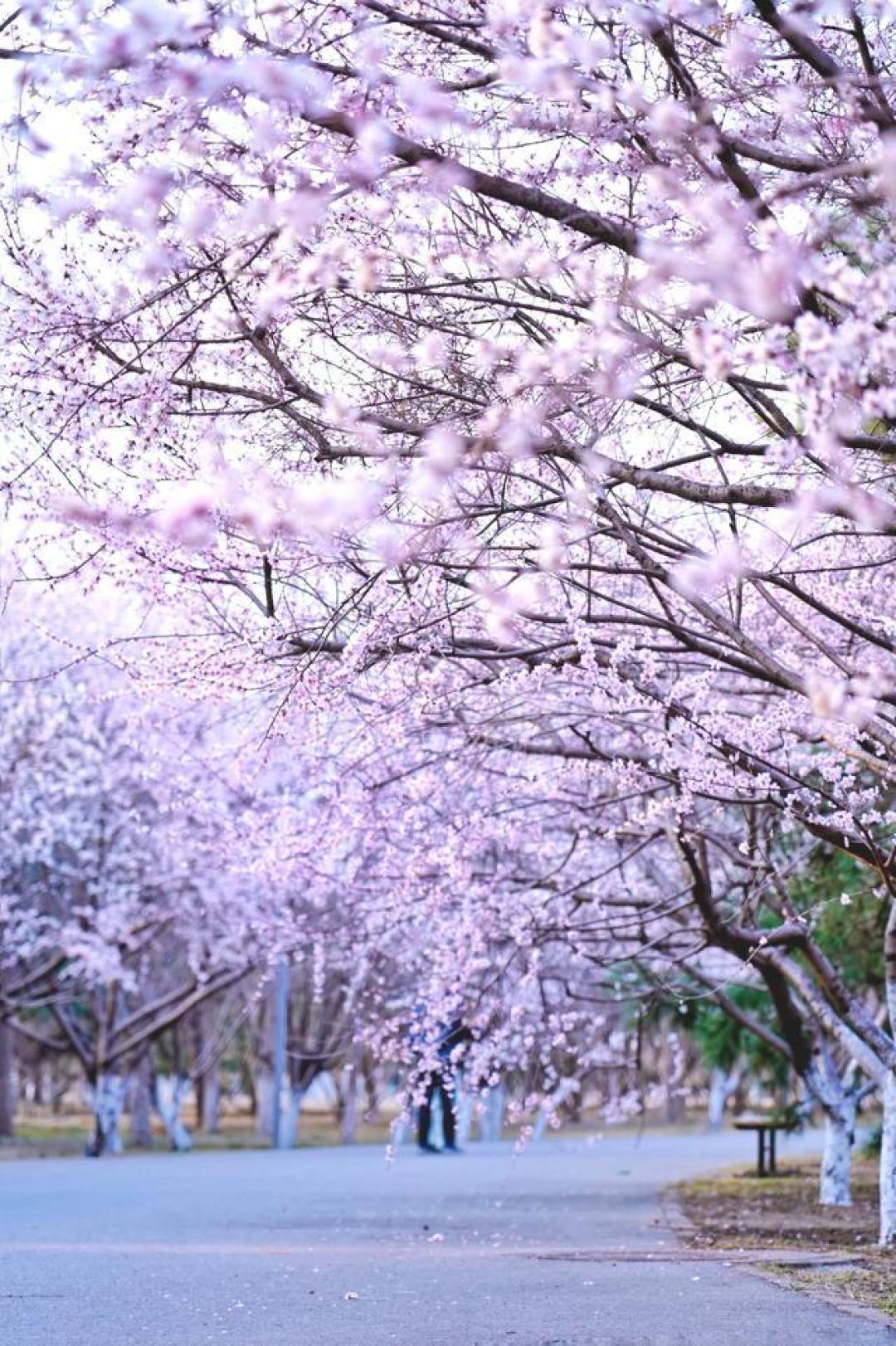 京城春日信使已至,从白塔映桃花到网红水岸,这份赏花图鉴请收好