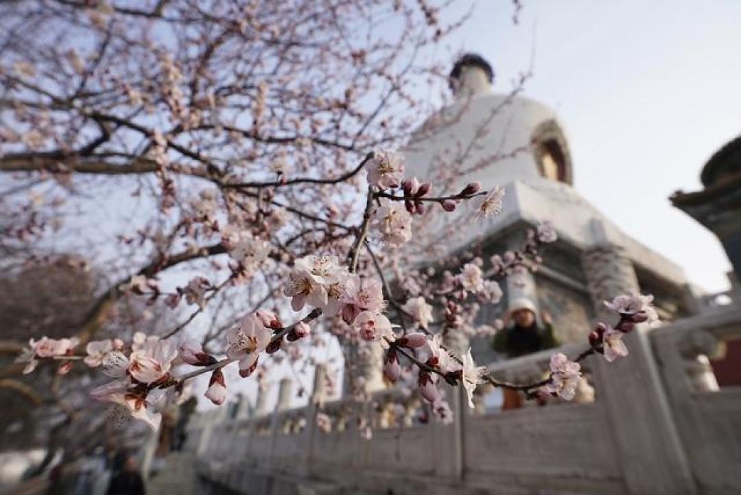 京城春日信使已至,从白塔映桃花到网红水岸,这份赏花图鉴请收好