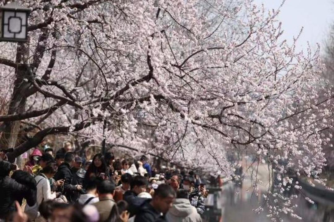 京城春日信使已至,从白塔映桃花到网红水岸,这份赏花图鉴请收好