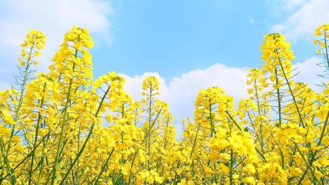 无人机穿梭油菜花海：如何既保住“油瓶子”又护好“蜜罐子”？