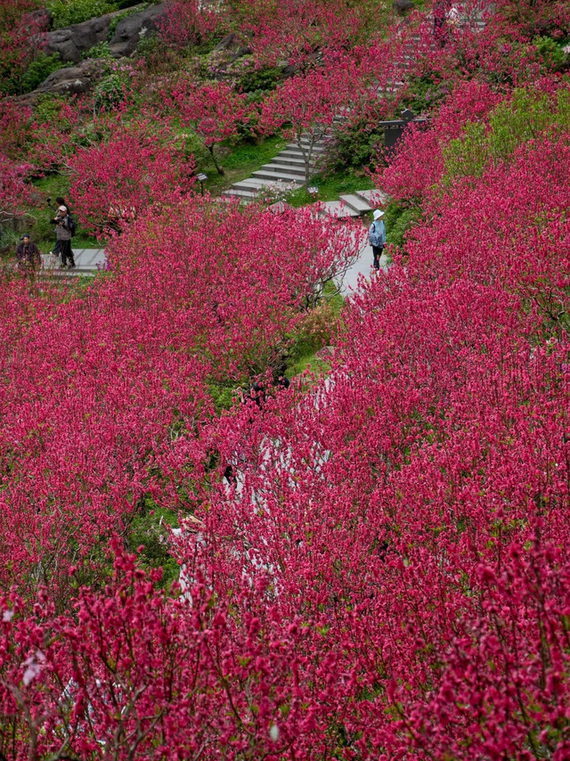 三月青秀山桃花盛景