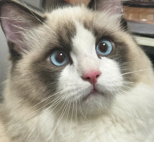 2026年315晚会曝光劣质猫粮黑幕：原料造假、重金属超标、致病致死事件频发