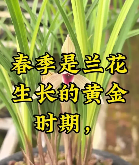 春季兰花养护全攻略：温光水肥四大核心参数详解