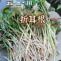 第 7 集：南北分歧最大的野菜：折耳根，有人避之不及，有人嗜之如命，到底藏有什么魔力#折耳根 #云贵川美食 #美食 #地方特色美食 #抖音年味争霸赛