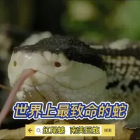 世界上最致命的蛇#神奇的动物纪录片 #蛇🐍 #野生动物 #动物科普