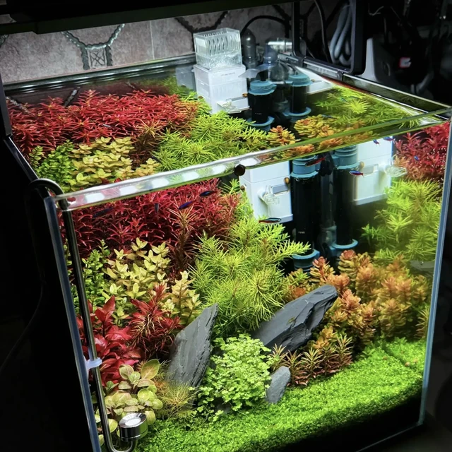 草缸新手必看💢别再把陶粒当水草泥买了！