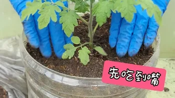 花盆如何种好西红柿？ 番茄种植很简单，按照步骤不整花活，新手也能吃上自己种的西红柿~#自己种的纯天然的绿色蔬菜 #种菜 #种植小技巧 #阳台种菜 #家庭种植