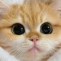 宠物空气净化器十大排名：多宠家庭吸猫毛，哪个牌子好？实测解读