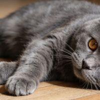 2026年宠物空气净化器十大排名解析：吸猫毛哪个牌子好？干货速存