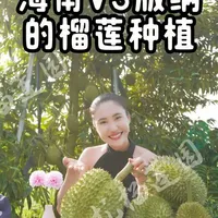 海南和云南版纳的榴莲种植有何不同？ #国产榴莲 #猫山王榴莲 #耐寒榴莲#这也能开播  #返工开播的一天