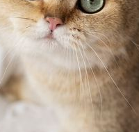 猫罐头推荐哪个牌子好？亲测十大适口性好的猫主食罐头推荐！
