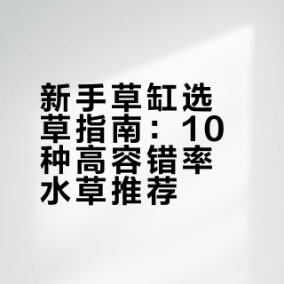 听劝！10种水草新手闭眼入清单
