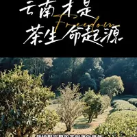 #知茶懂茶以茶会友 #创作者中心 #创作灵感 #云南茶叶推荐 #茶文化  
云南在5000年茶史里，扮演的第二个角色，是“文明的驯化者”。
如果说浙江是把茶变成了“生活方式”，那么云南就是把茶从“野生植物”变成了“经济作物”和“文化图腾”。
从3540万年前的化石（物种起源），到3200年前的锦绣茶王（人工栽培），再到后来的茶马古道（传播），云南完成了茶文明最关键的“从0到1”的突破。