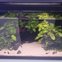 AI识鱼精准投喂，当贝智能鱼缸 2S Ultra 亮相AWE定义智慧养鱼