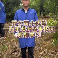 带公司的小伙伴们一起到澳洲坚果园进行修剪跟实操教学。 #坚果 #澳洲坚果 #夏威夷果 #坚果炒货