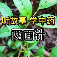 两面针：山涧里的“消炎止痛”奇木 听故事学中药，解锁浑身疼痛的天然良方～
牙疼到睡不着、牙龈红肿？关节酸痛、跌打淤青？山里带刺的两面针，竟是老祖宗传了百年的药食同源止痛方！#中药材 #中草药 #知识科普 #药材 #两面针