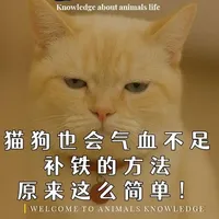 原来猫咪狗狗爱舔毛、没精神,是因为缺这个…#萌宠出道计划 #狗狗 #万物可爱计划 #这是我一手养大的猫 #宠物用品