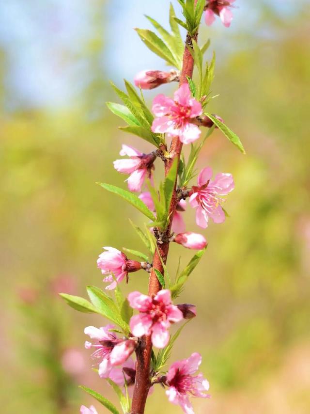春日寻芳记：一场与桃花的浪漫邂逅