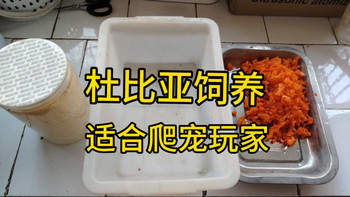 这是一期关于爬宠玩家个人饲养杜比亚的教学视频，欢迎在评论区进行补充交流，感谢#爬宠 #爬宠日常 #蜥蜴 #守宫 #捕鸟蛛