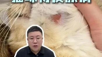 猫咪皮肤问题别着急，在家就能解决#宠物冷知识 #猫咪皮肤病 #知识科普 #宠物知识