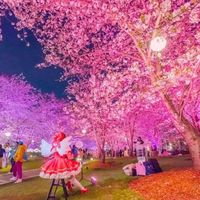 江浙沪1-2小时高铁圈春日出游攻略:3天2晚错峰玩法人均千元内