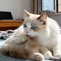 玫斯猫粮：是性价比之选还是争议缠身？700+用户观点大PK