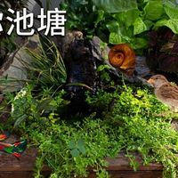 【捡破烂改造】垃圾桶捡的破桶别扔！2个月后竟然进化出治愈系原生小池塘？