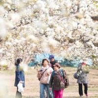 北京梨花村｜藏在万亩古梨园里的春日副本