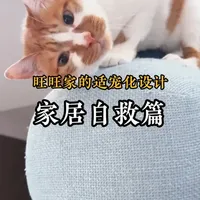 多猫家庭居住环境设计：家具防护与清洁维护指南