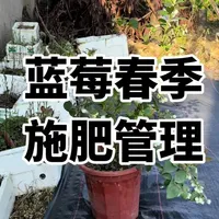 蓝莓春季管理 施肥 病虫害防治 修剪 一条视频讲清楚#蓝莓种植#盆栽蓝莓 #蓝莓施肥 #蓝莓管理 #蓝莓病虫害